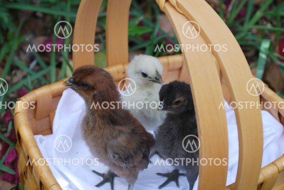 cute baby chickens