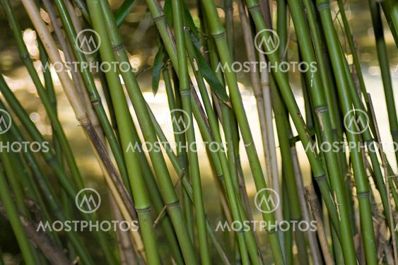 Asian Bamboo