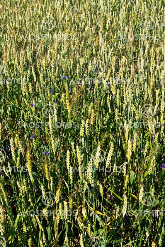 Corn-flowers background