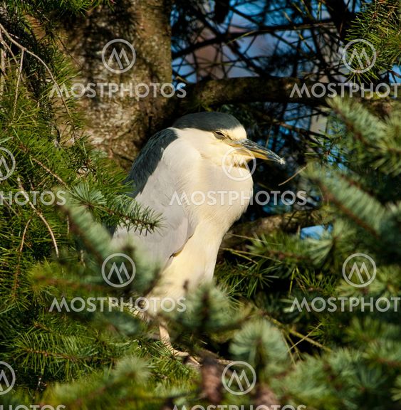 Sleeping Night Heron