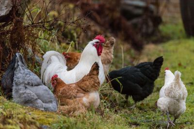 en tupp med flera hönor som går i trädgården och letar mat