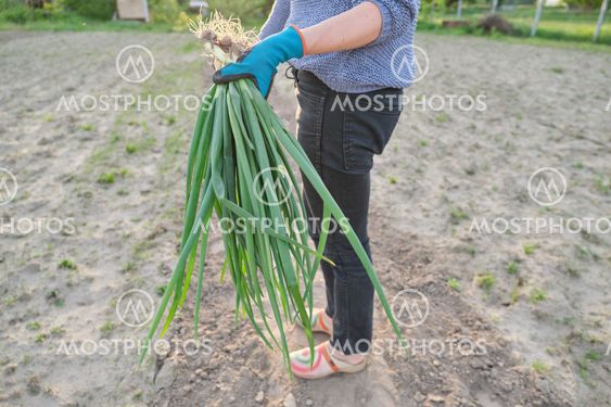 Close-up of fresh green onions in woman hand in...