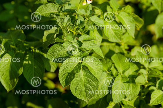 potato leaves