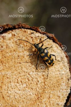 Beetle