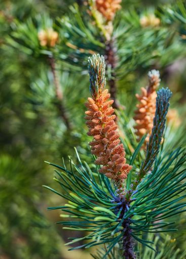 Growth, cone and pine tree in nature for spring season,...