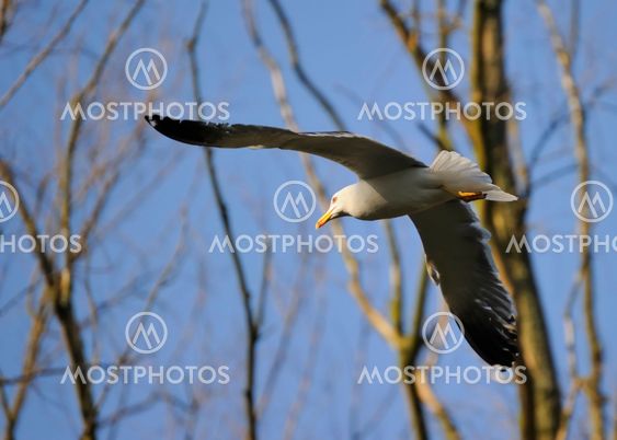Lesser Black-backed gull
