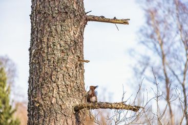 Red squirrel sitting on a tree branch and looking up the...