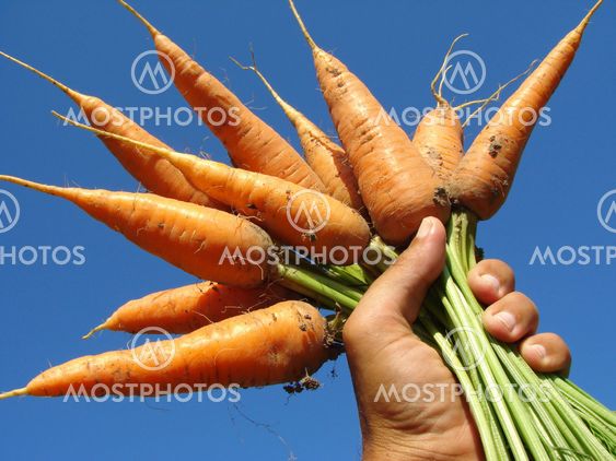 hand with carrots