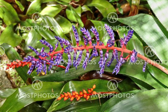 A Tropical Beauty 33