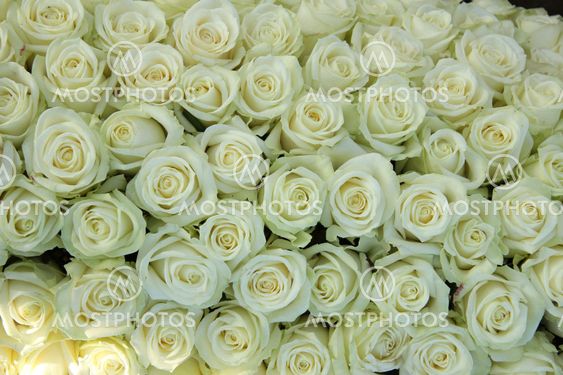 Group of white roses, wedding decorations