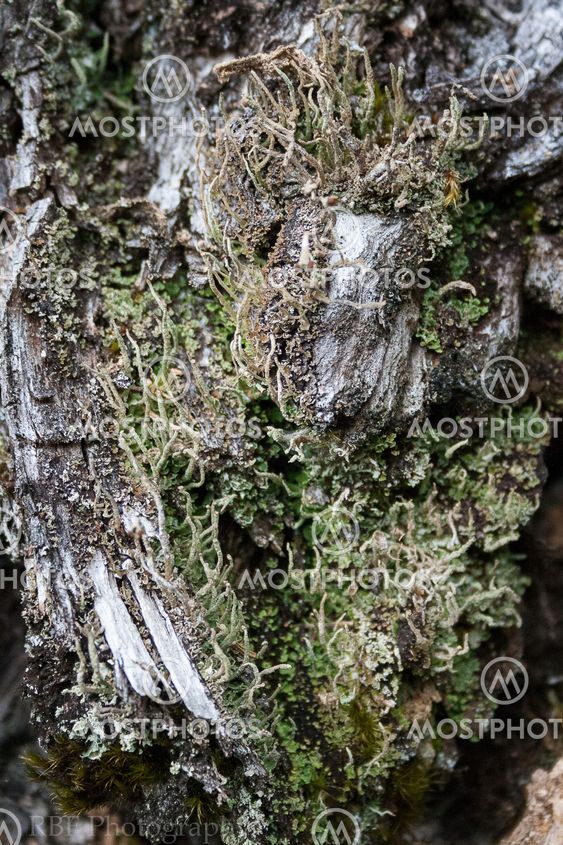 Mossy stump