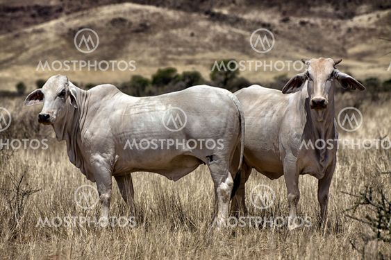 cow in the namib naukluft national park namibia africa