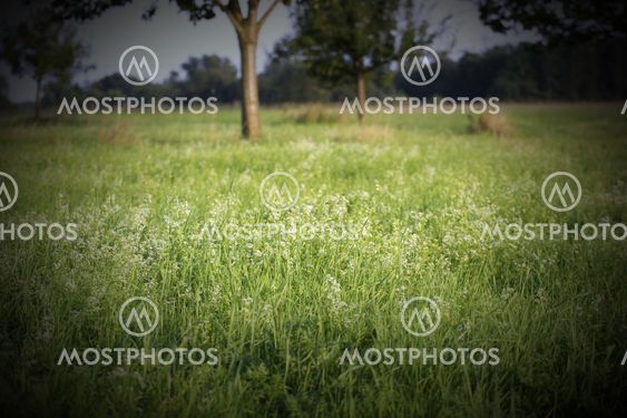 Hedge Bedstraw On Orchard