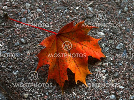 Fall