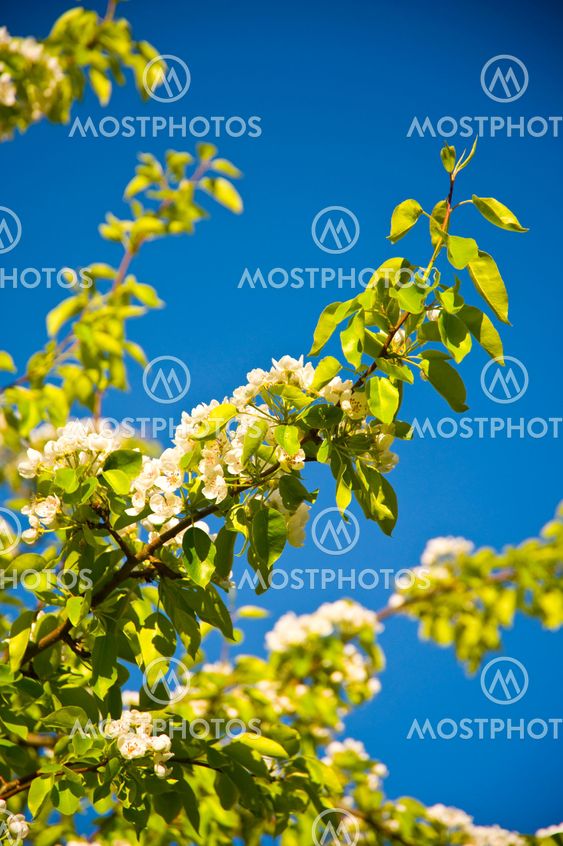 Blooming Apple tree