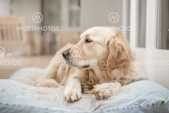 Golden Retriever Resting