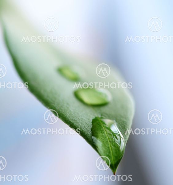 Green leaf with water drops