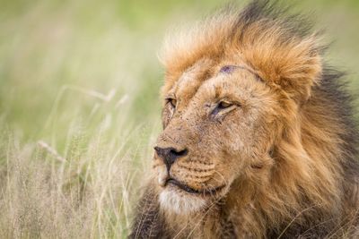 Male Lion in the high grass.