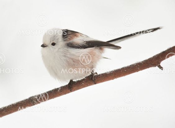 long-tailed tit on branch in winter