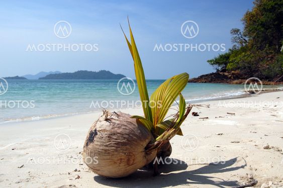 coconut postcard