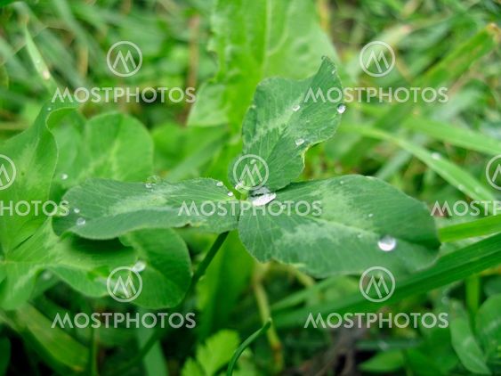 Dew on the leaves