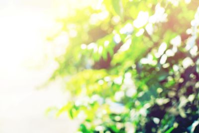 Morning light through summer green goliage. Natural