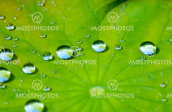 Green Lotus leaf with water drop