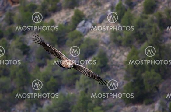 Vulture, Hoces del Duraton, Segovia, Spain