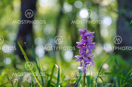 Flower in morninglight
