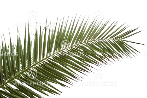 Closeup Of Palm Leaf
