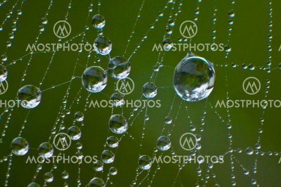 Water droplets in the Spider Web