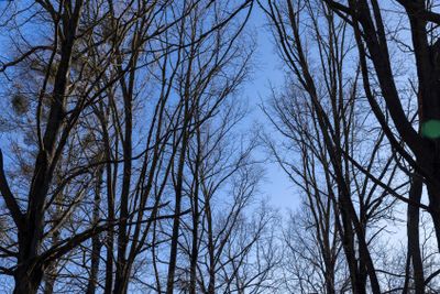 leafless trees in early spring in sunny weather