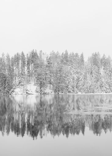Forest and lake in snow