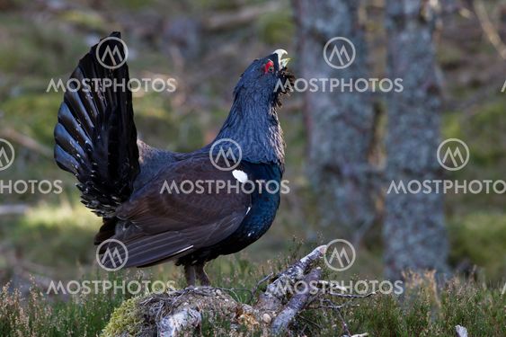 Capercaillie adult male displaying in Scottish highlands