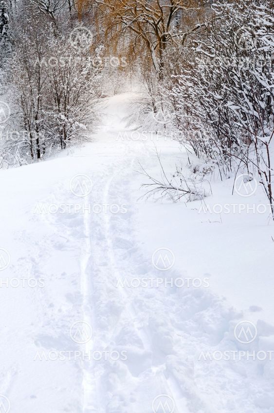 Path in winter forest