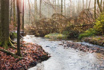 View of a forest river flowing through rocky terrain...