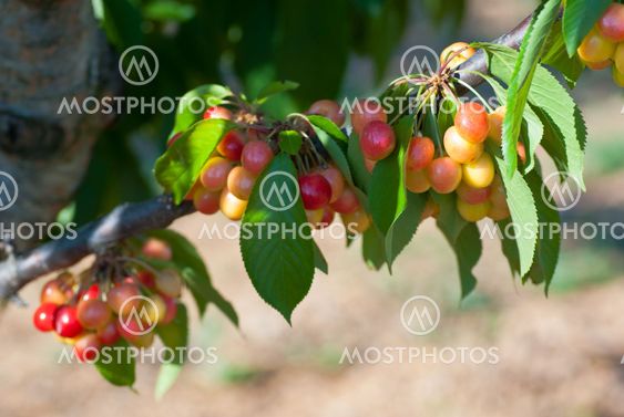 Cherry tree