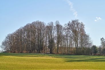 Forest and trees in very early spring - Denmark. A photo...