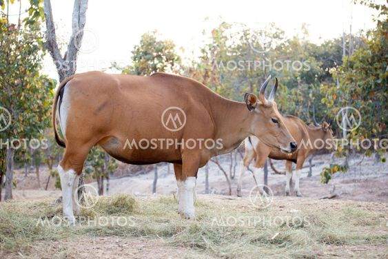 banteng