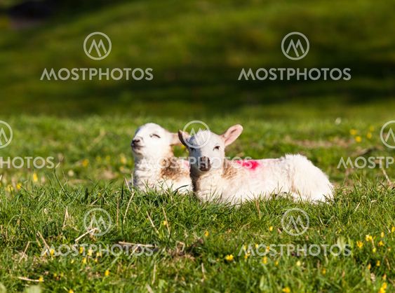 Pair of welsh lambs in meadow