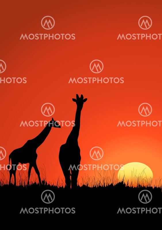 Giraffes
