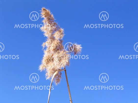 Reed