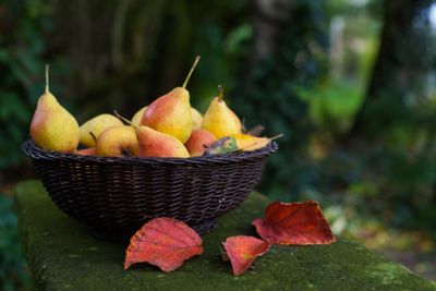Fresh pears in a basket