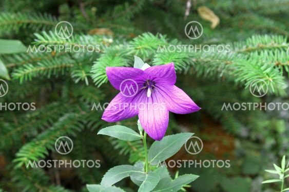 Balloon Flower on green background.