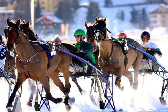 Trotting Race in the snow