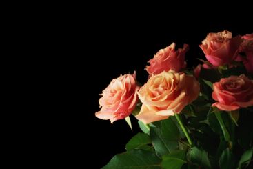 Flowers, pink roses and bouquet on black background for...