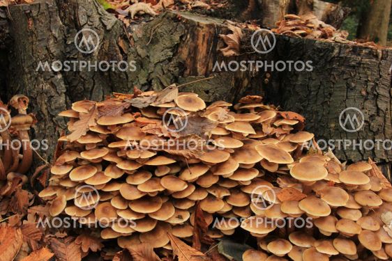 Mushrooms in a fall forest