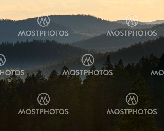 Forest scene, Pilkalampinoppi, Sweden