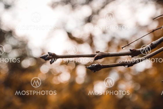 Closeup macro of a branch of a tree