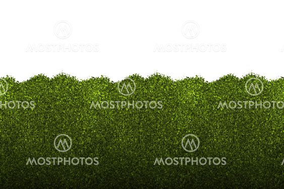 hedge